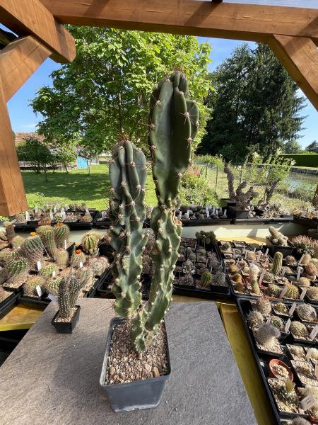 Cereus jamacaru monstrose